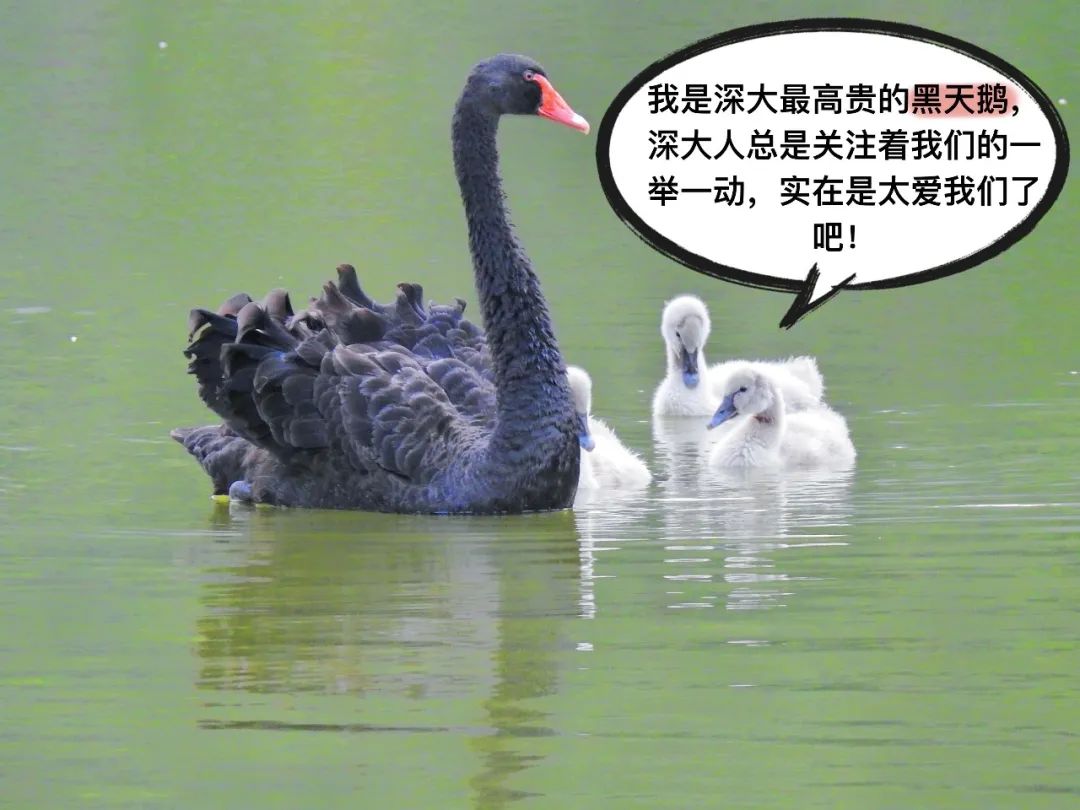 露凝白，雁鳥來，荔園鳥類動物園今天開業啦！