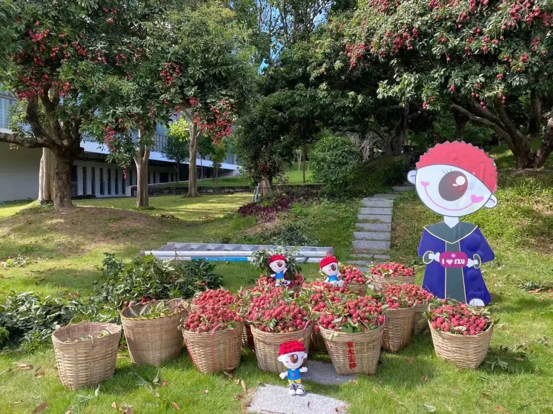 又見荔枝紅 | 深圳大學(xué)2020官方畢業(yè)歌曲MV來了！