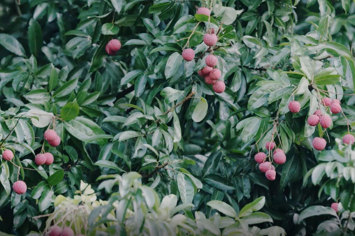 荔枝節(jié)狂歡繼續(xù)｜深大荔枝大豐收，派發(fā)師生進行中！